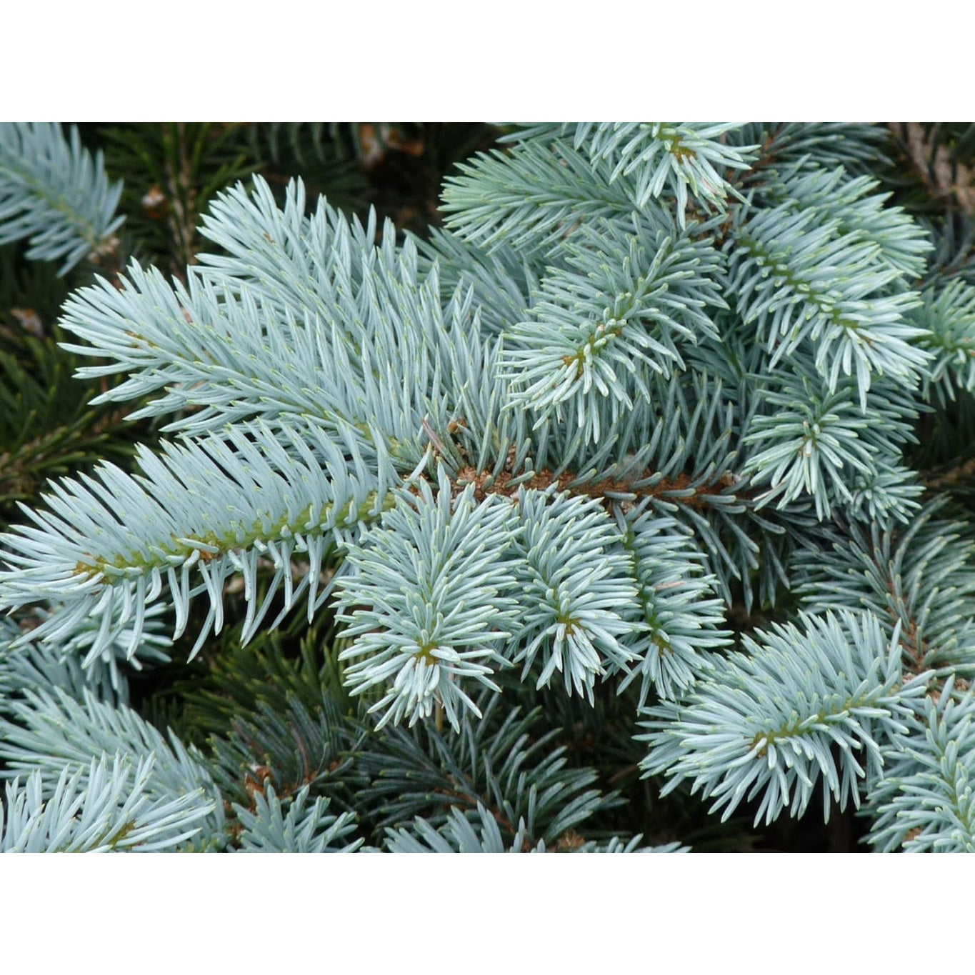 Blågran – Picea pungens Glauca Group - 30-50 CM bare root 2/2